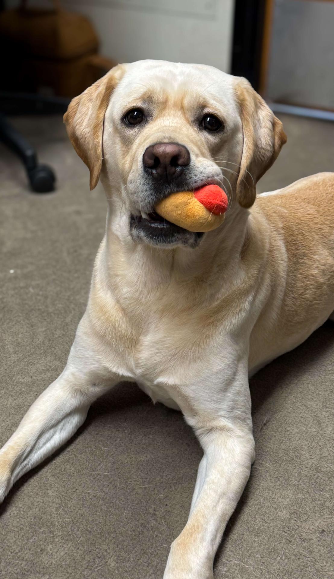 Pet Parent Resources