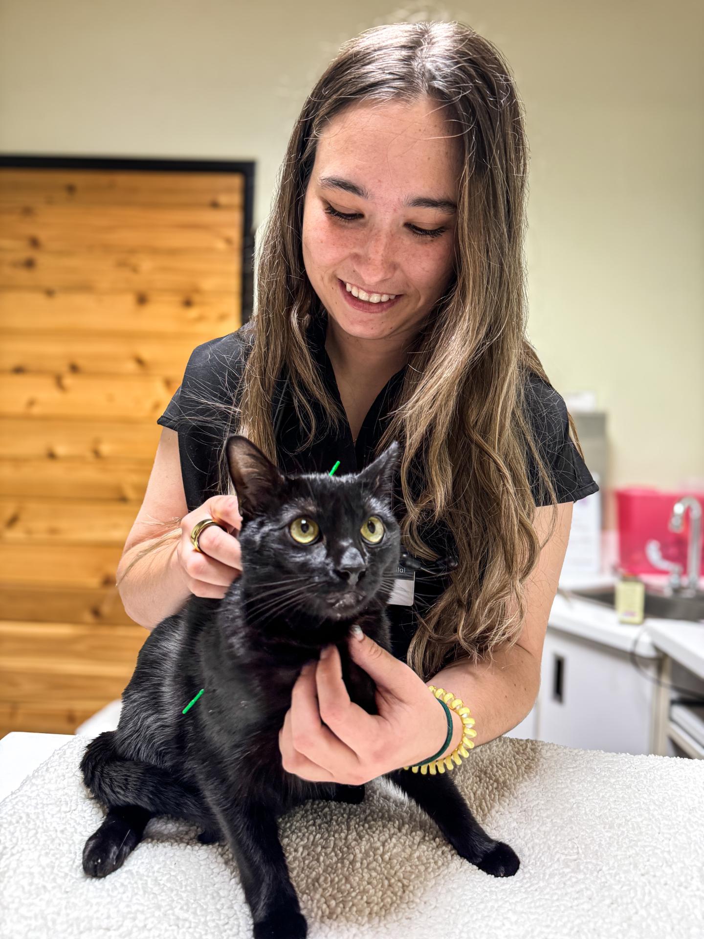 Acupunctureblackcat Acupunctureblackcat