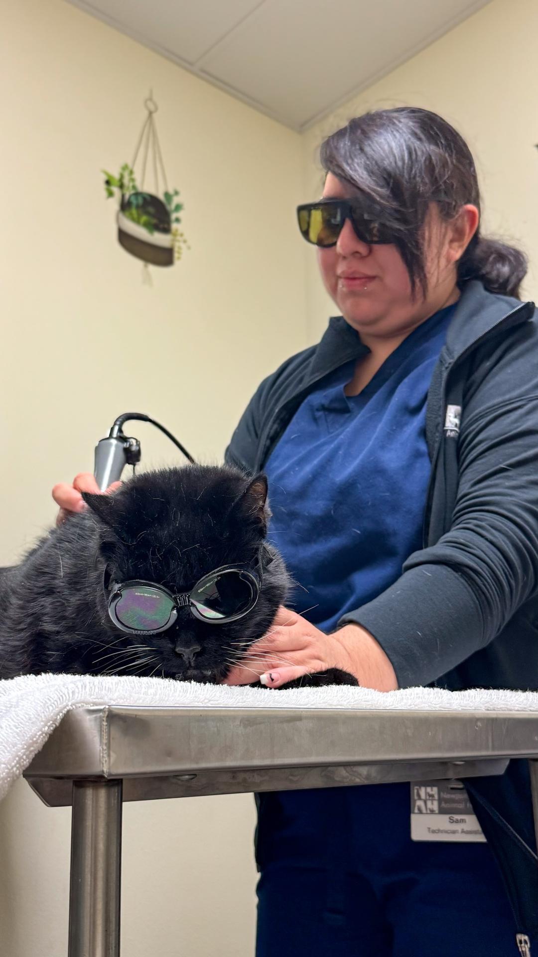 Cat Pain Relief