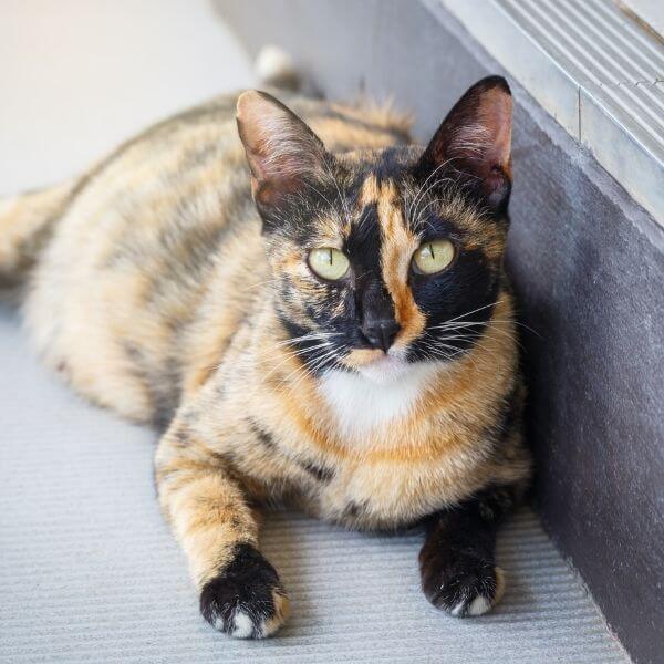When Is My Cat's Due Date? Newport Harbor Animal Hospital