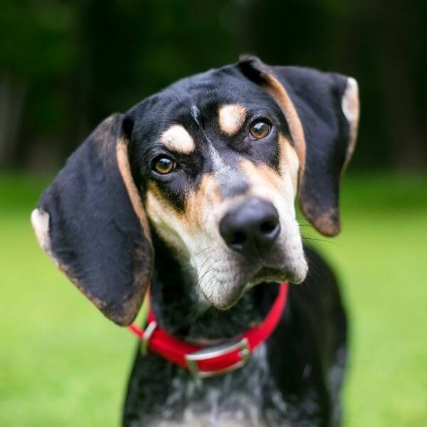 When Is My Dog's Due Date? Newport Harbor Animal Hospital