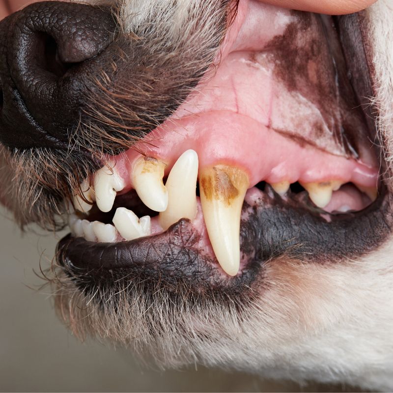 Dog Teeth