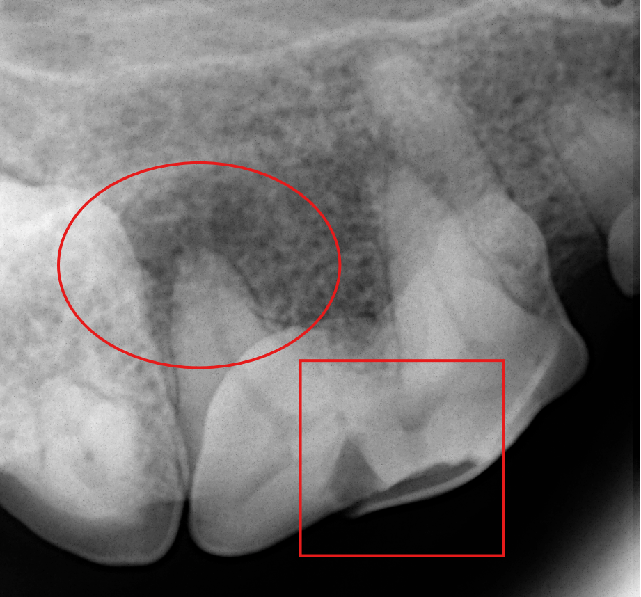 Fractured Tooth Costa Mesa Vet