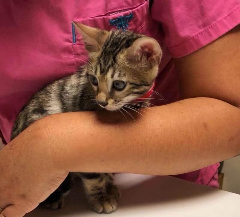 Cat Dermatology in Costa Mesa