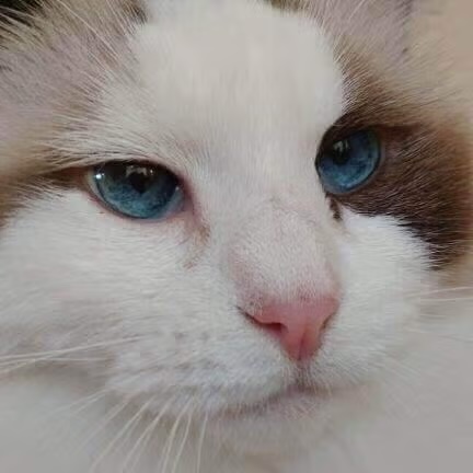 Cat Diagnostics in Costa Mesa