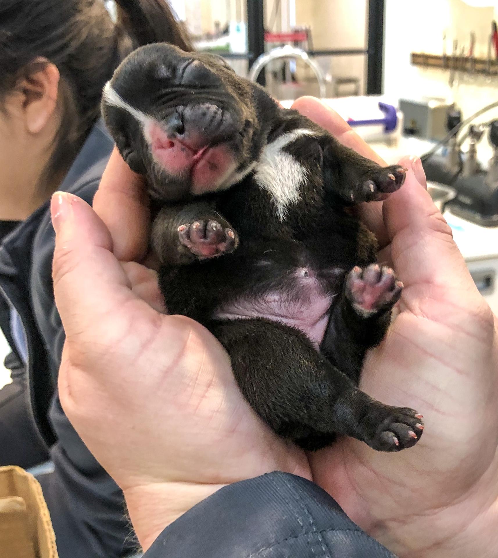 Newborn puppies at Newport Harbor Vet Newborn puppies at Newport Harbor Vet
