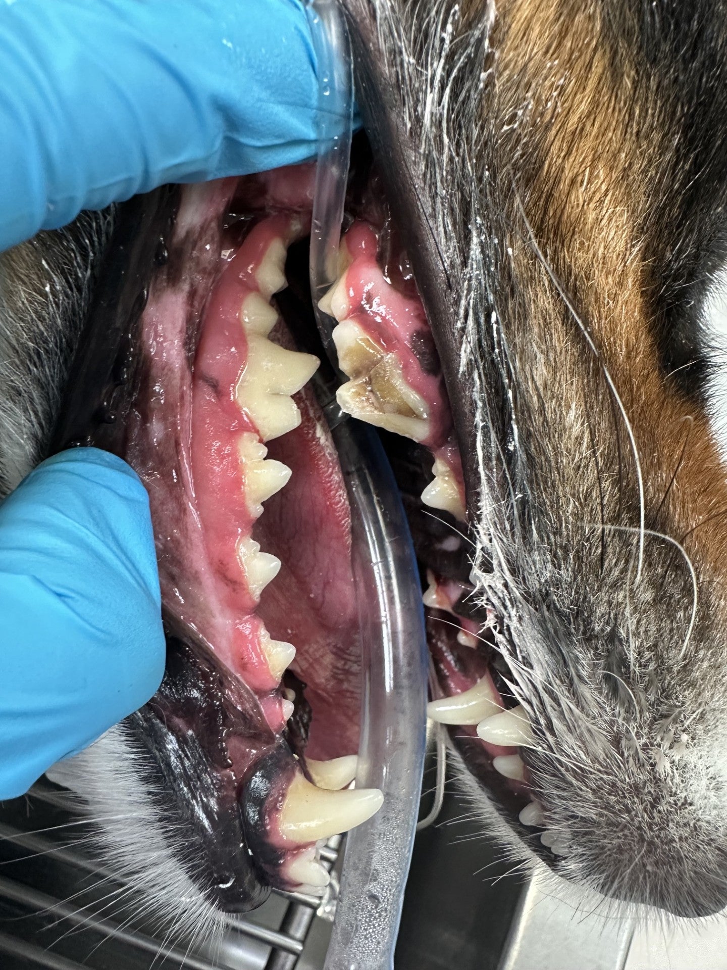 Pet Dentals Newport Beach
