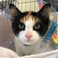 Cat Spay and Neuter in Costa Mesa