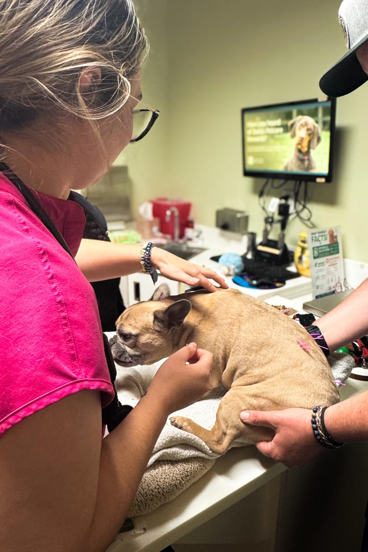 dog acupuncture Costa Mesa