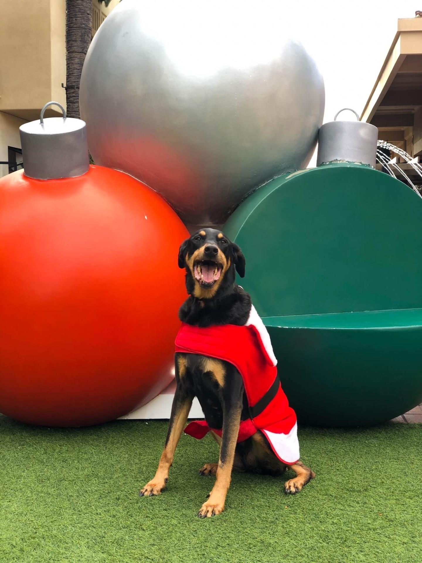 Dog Friendly Shopping Newport Beach