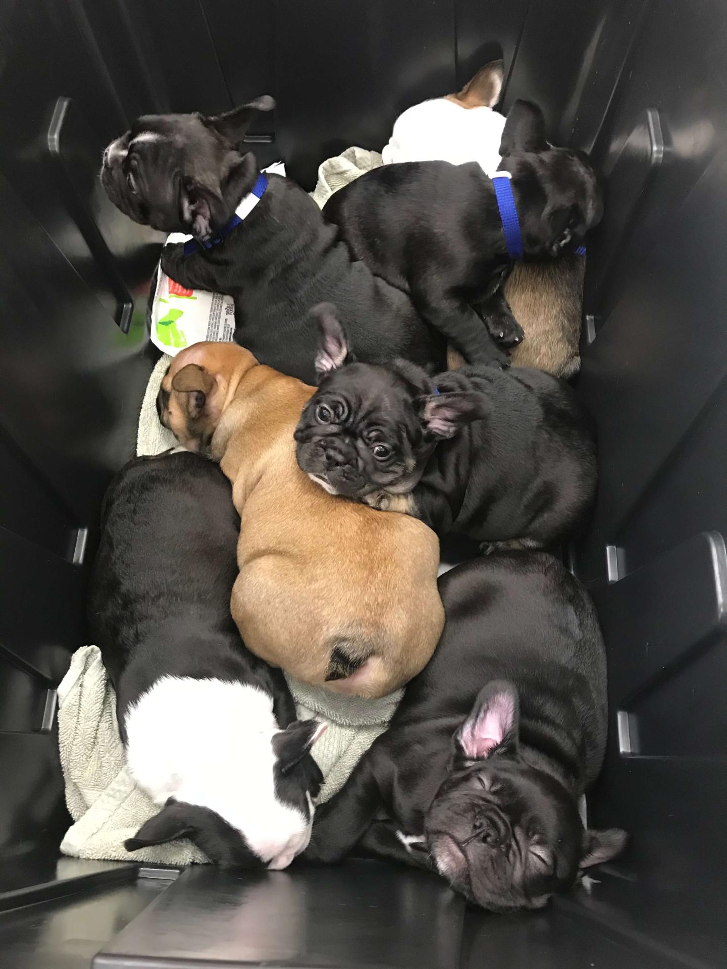 Newborn Frenchie puppies at Newport Harbor Vet