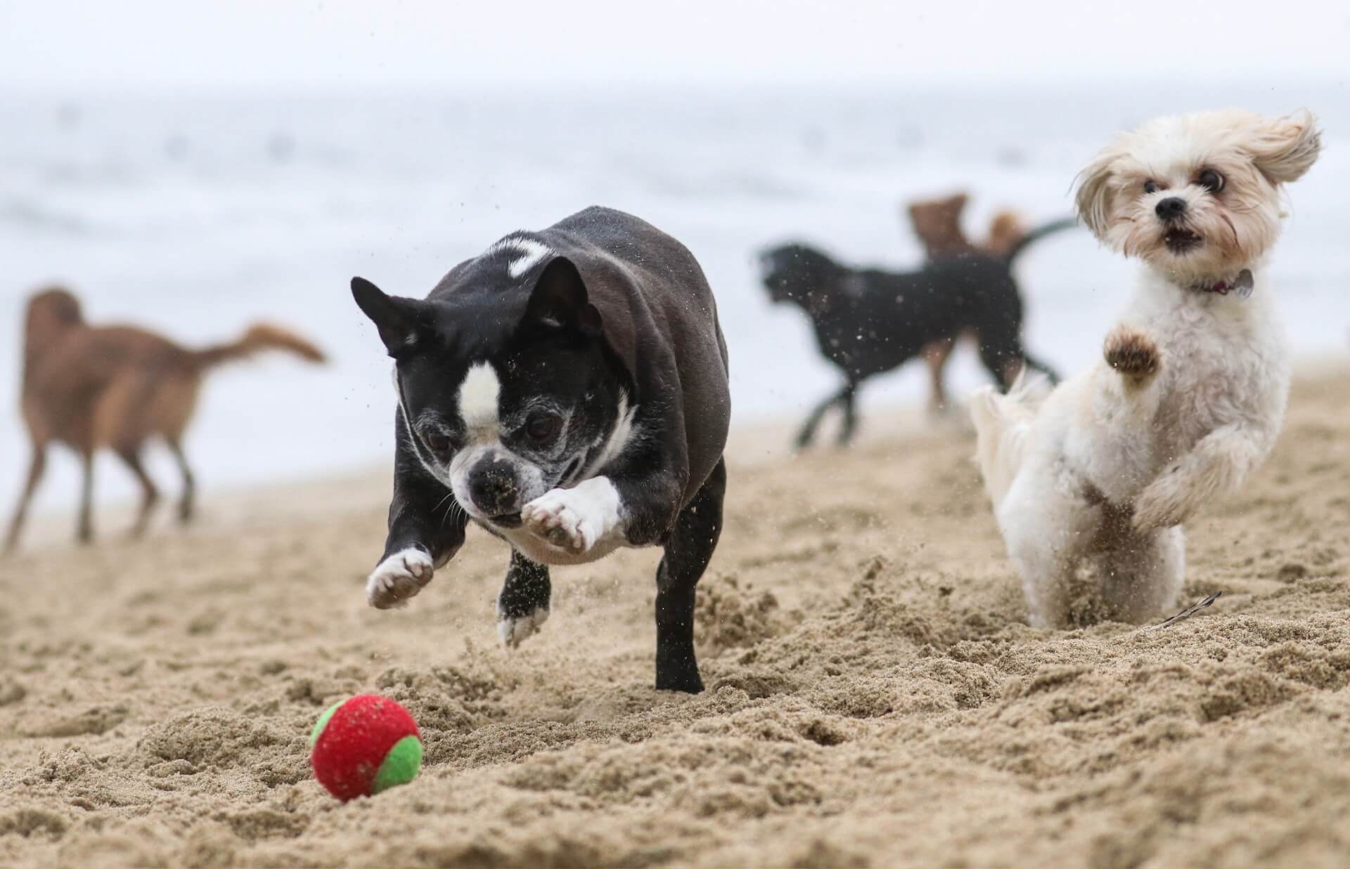 Huntington Dog Beach