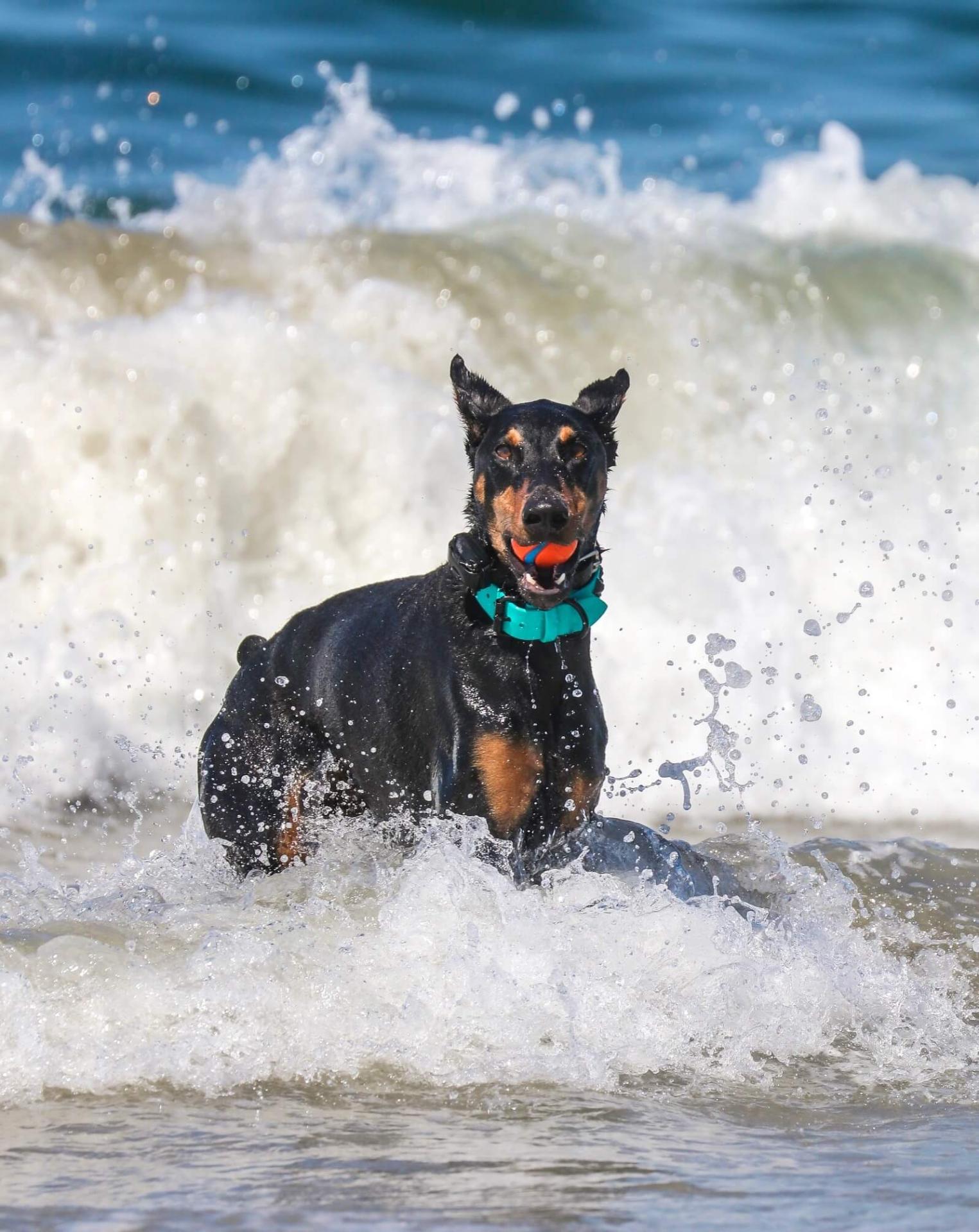 Dog Beach Huntington