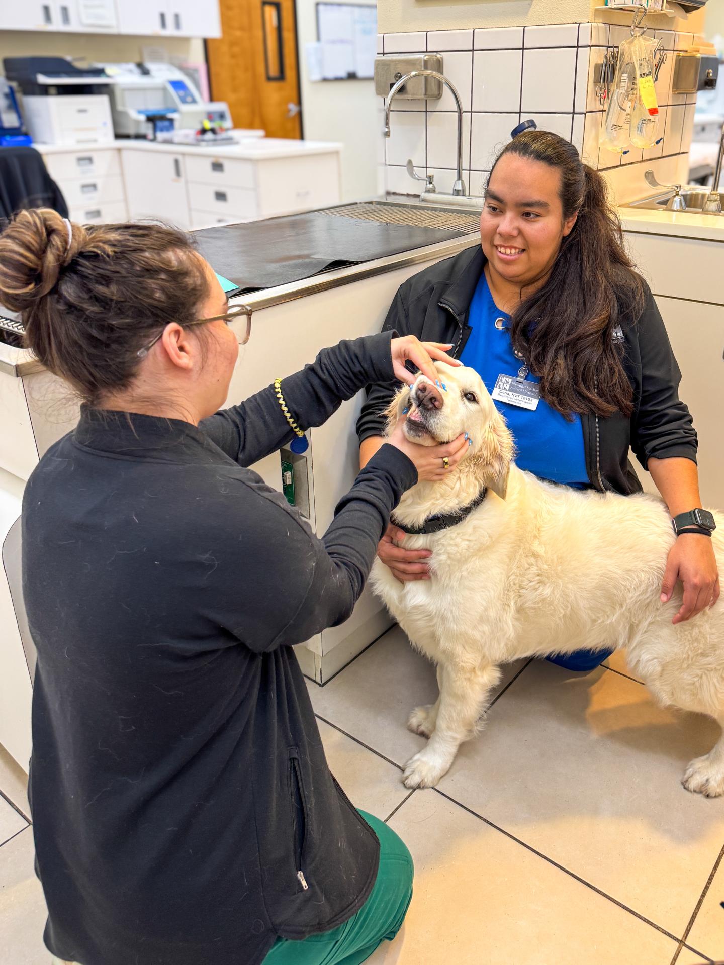 Dog dental care at Newport Harbor Vets