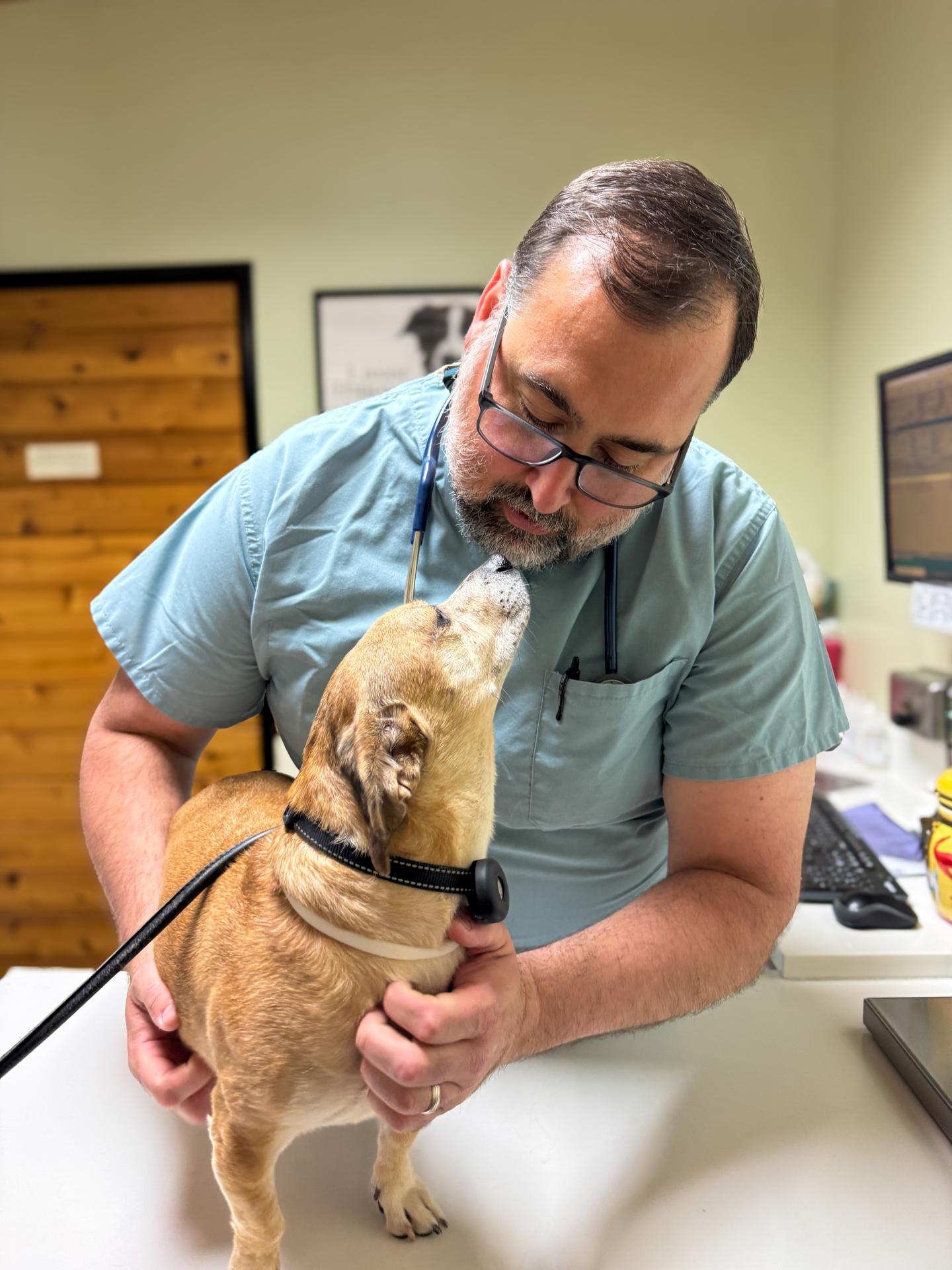 Senior Dog services at Newport Harbor Vets