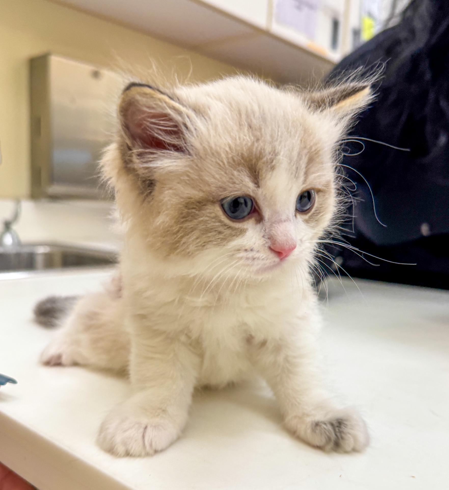 Kitten care services at Newport Harbor Vets Kitten care services at Newport Harbor Vets
