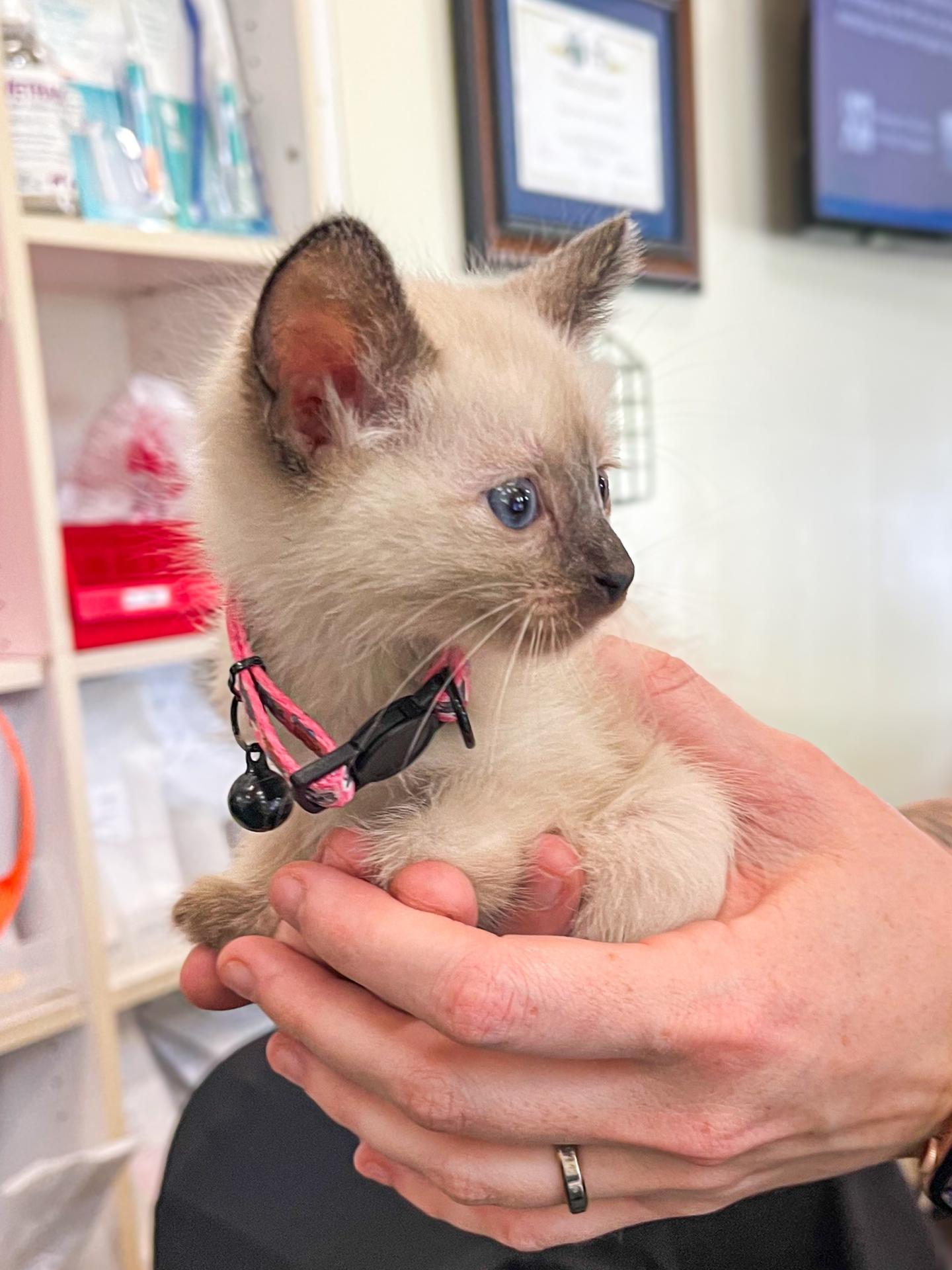 Kitten Care Costa Mesa