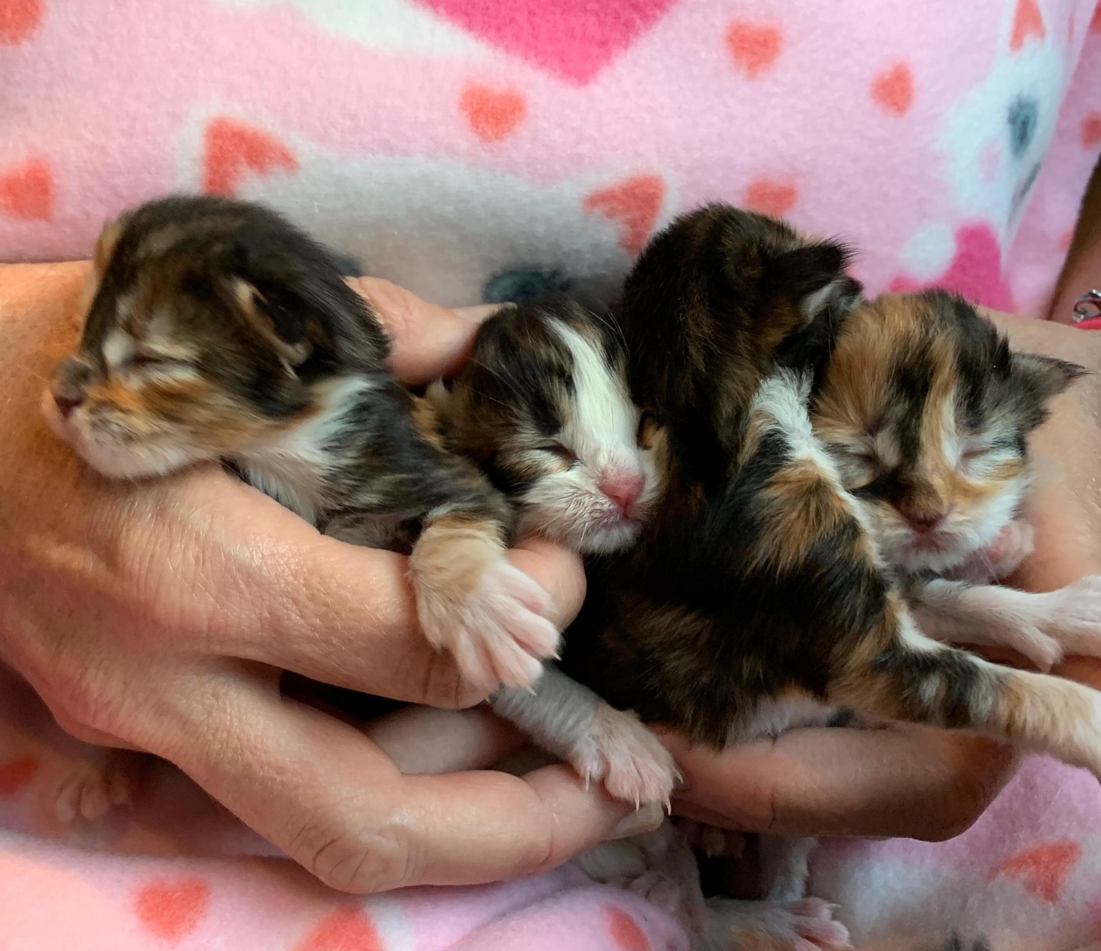 Newborn kittens at Newport Harbor Vet