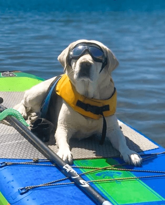 Dog Friendly Water Activities