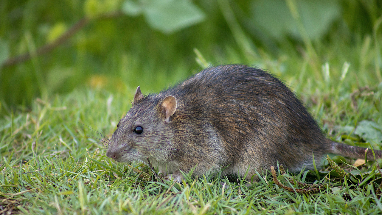 rat outside in grass