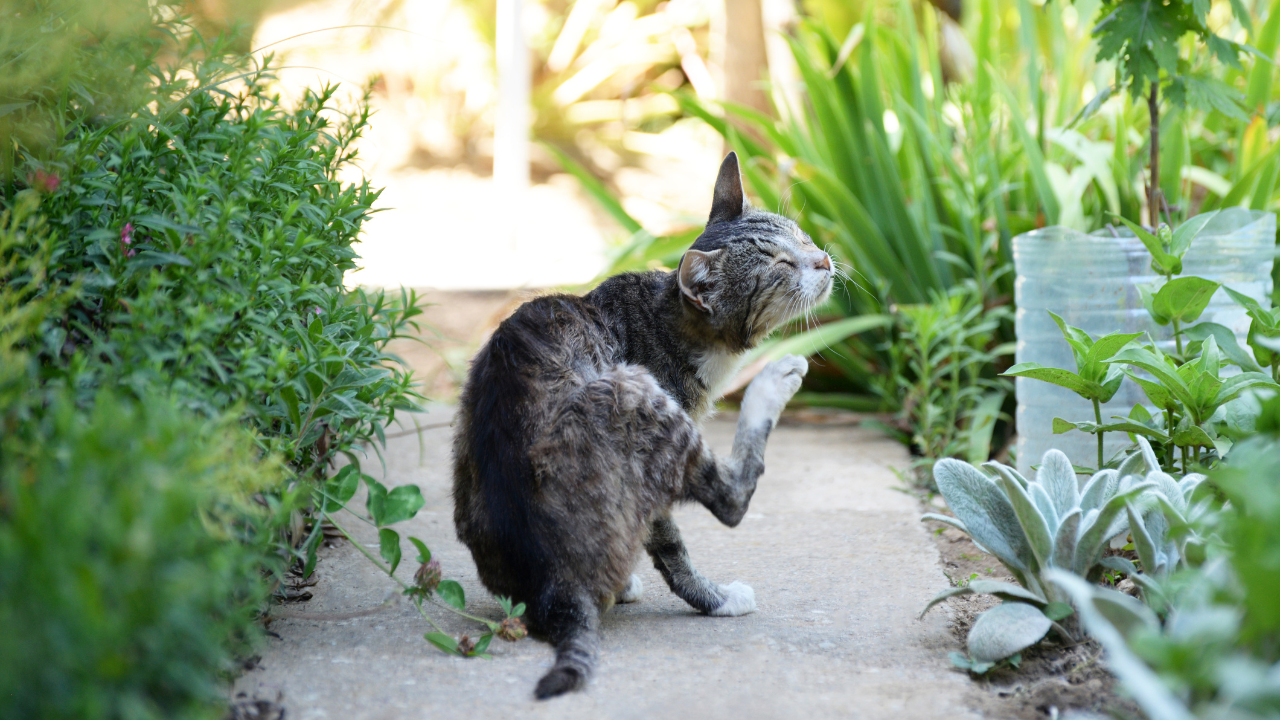 cat outside scratching
