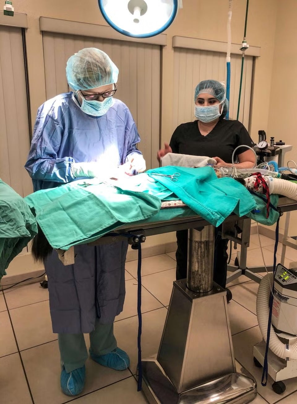Veterinarian and technician performing a canine surgical procedure in the operating room at Newport Harbor Animal Hospital in Costa Mesa