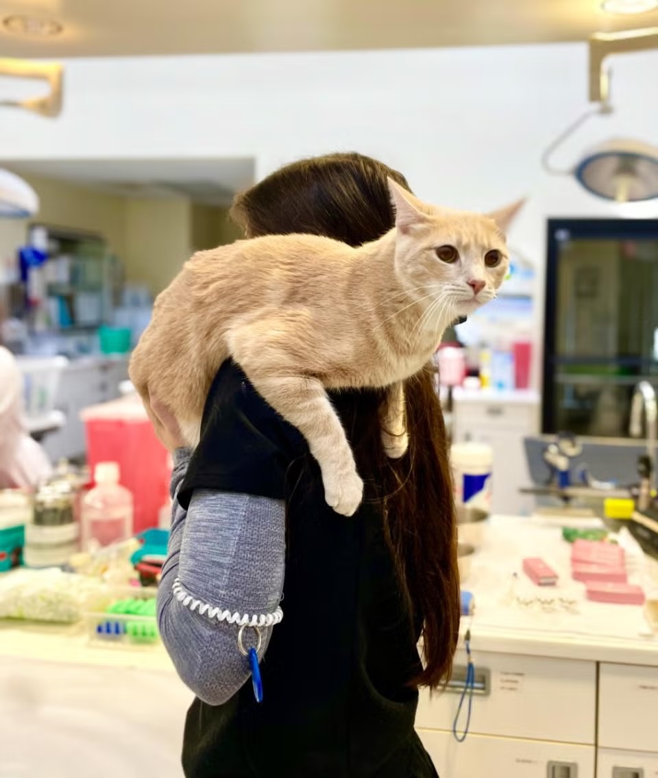 Veterinary staff member holding a relaxed cream-orange cat over their shoulder, representing cat microchipping at Newport Harbor Animal Hospital in Costa Mesa