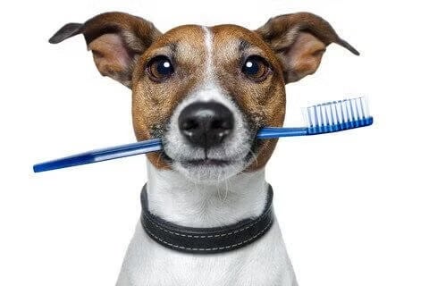 Jack Russell Terrier holding a blue toothbrush in its mouth, representing pet dentistry at Newport Harbor Vets in Costa Mesa
