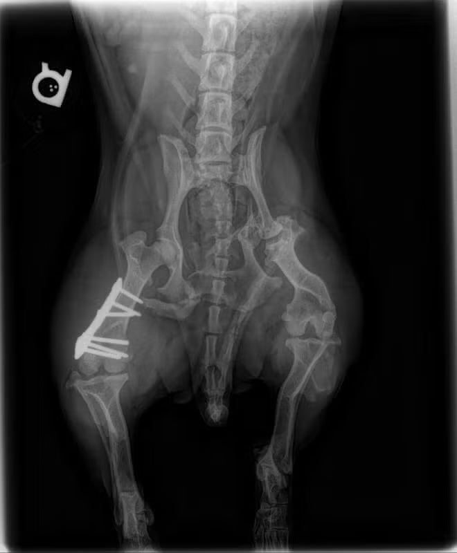 Digital radiology X-ray of a pet's pelvis and hind legs showing a surgical bone plate at Newport Harbor Vets in Costa Mesa