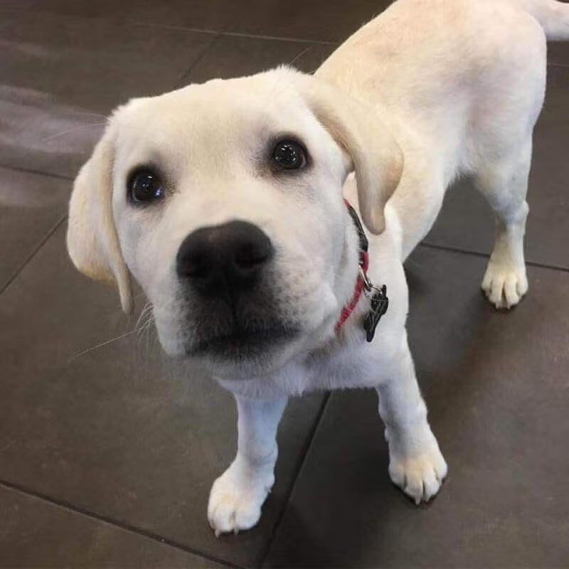 Yellow Labrador puppy with a red collar looking up at the camera, representing dog cardiology services at Newport Harbor Vets in Costa Mesa