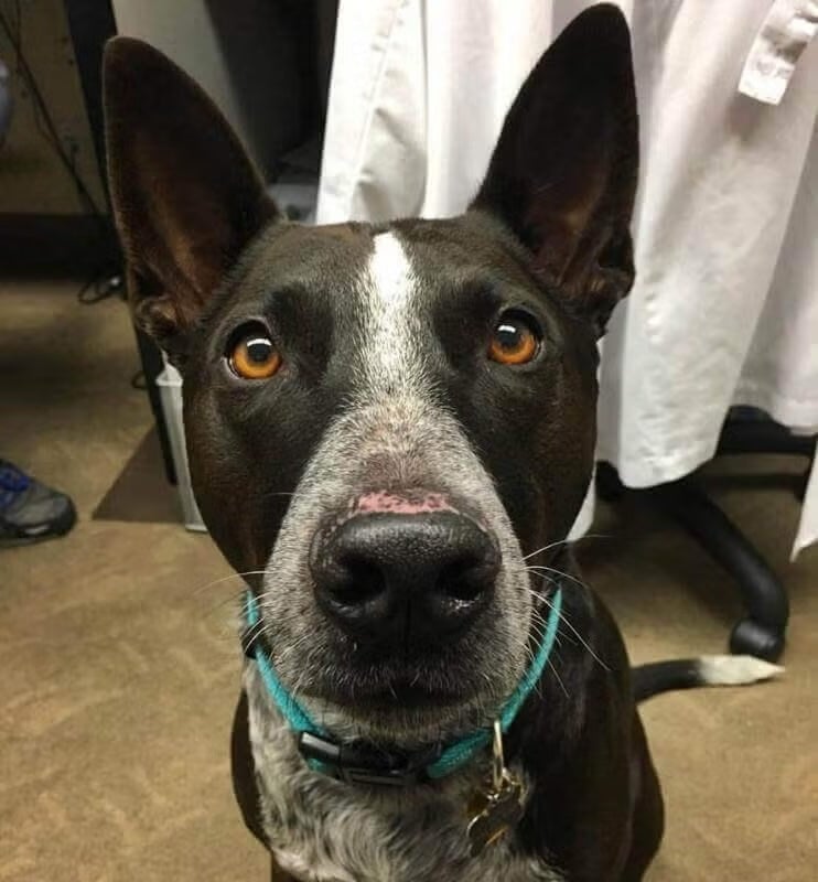 Black and white dog with a turquoise collar looking up at the camera, representing dog nutrition services at Newport Harbor Vets in Costa Mesa