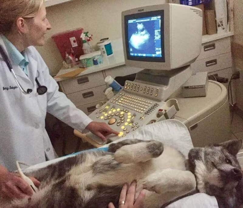 Veterinarian performing a pregnancy ultrasound on a Japanese Akita at Newport Harbor Animal Hospital in Costa Mesa