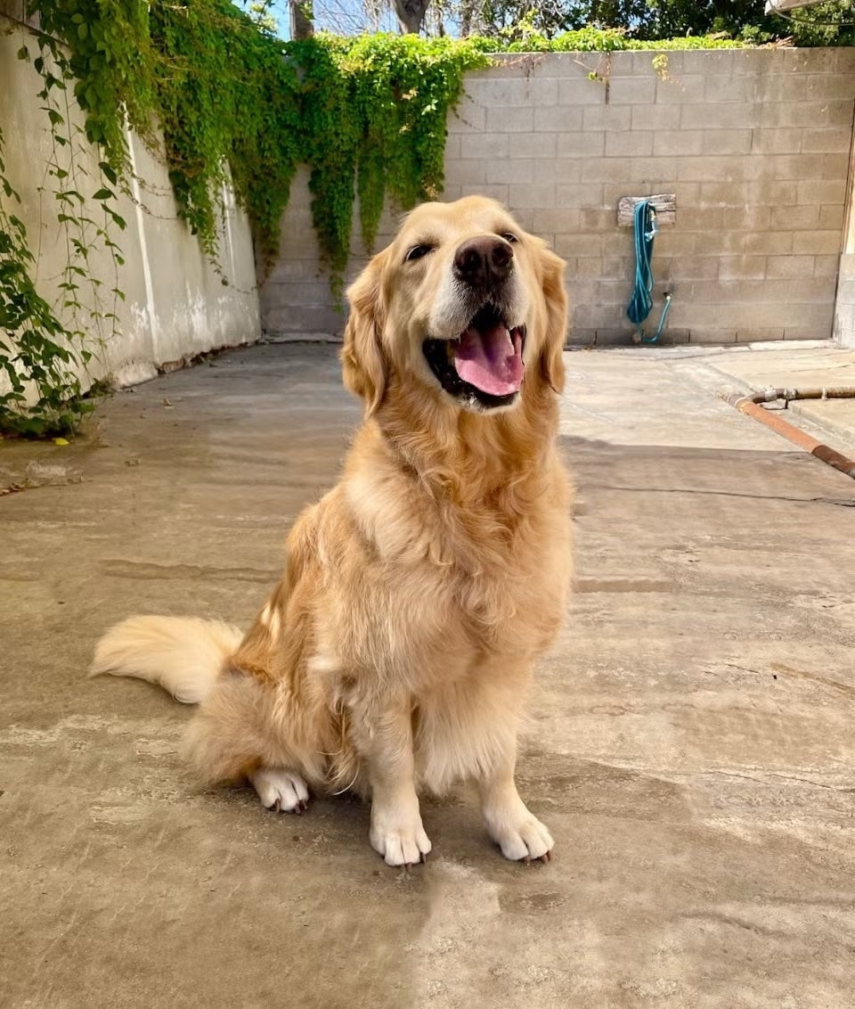 Happy golden retriever sitting in the outdoor play area, representing dog services at Newport Harbor Vets in Costa Mesa