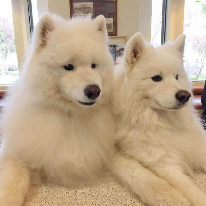 Two fluffy white Samoyed dogs resting in the waiting room before dog vaccinations at Newport Harbor Vets in Costa Mesa