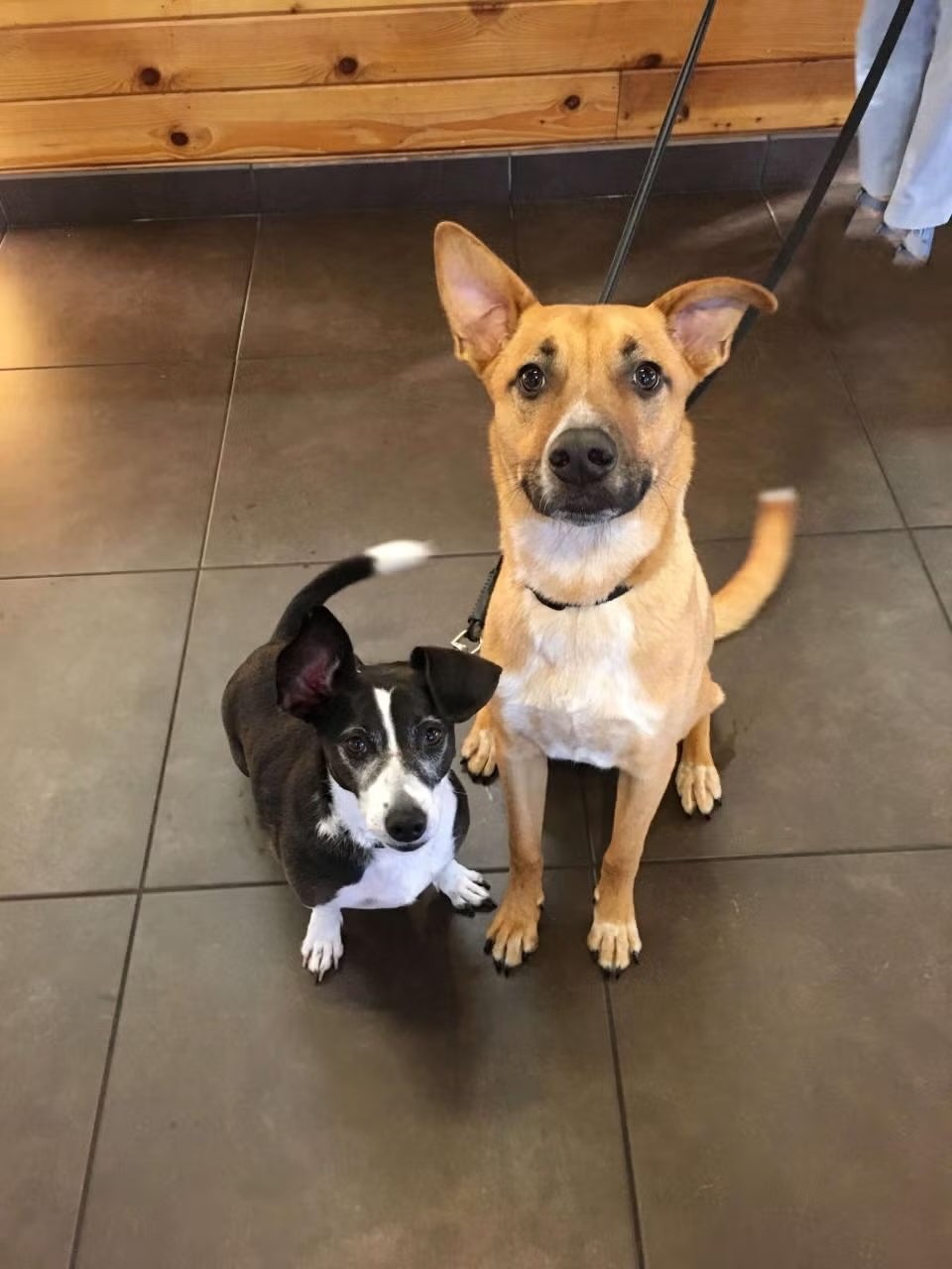 Tan shepherd mix and small black and white dog on leashes waiting for dog wellness exams at Newport Harbor Animal Hospital in Costa Mesa
