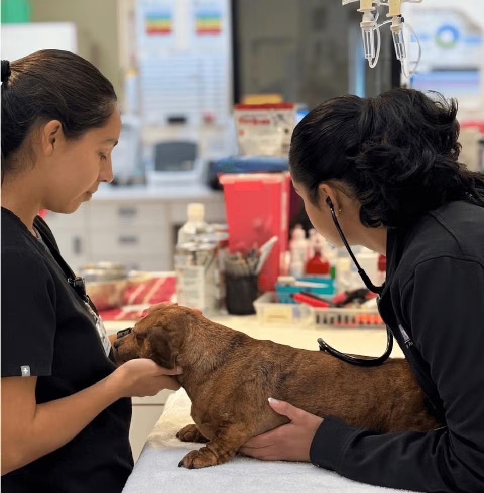 Veterinary team examining a brindle puppy with a stethoscope at the emergency dog clinic at Newport Harbor Vets in Costa Mesa
