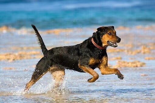 Healthy black and tan dog running through shallow water at the beach, representing veterinary endoscopy care at Newport Harbor Vets in Costa Mesa