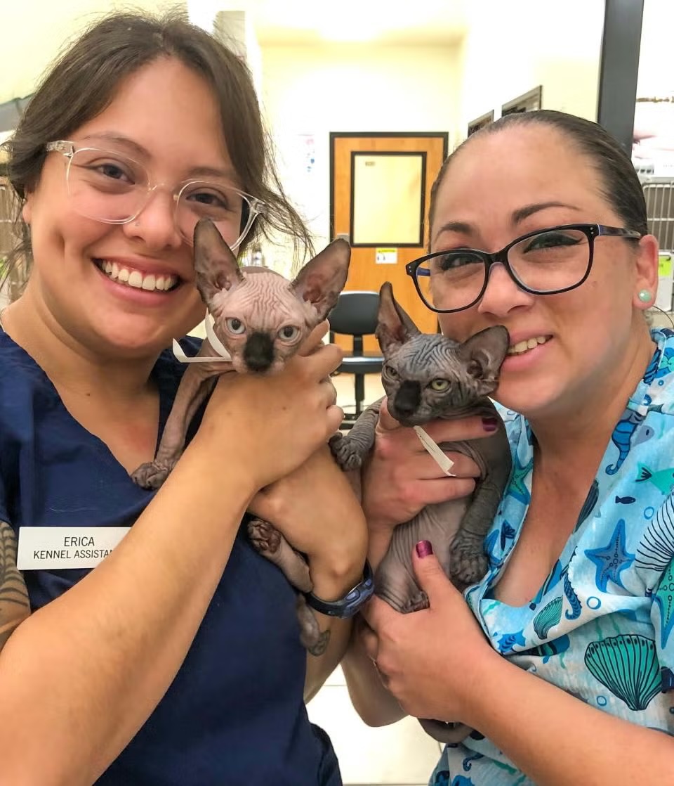 Two veterinary staff members smiling while holding two Sphynx cats, representing pet medications at Newport Harbor Vets in Costa Mesa