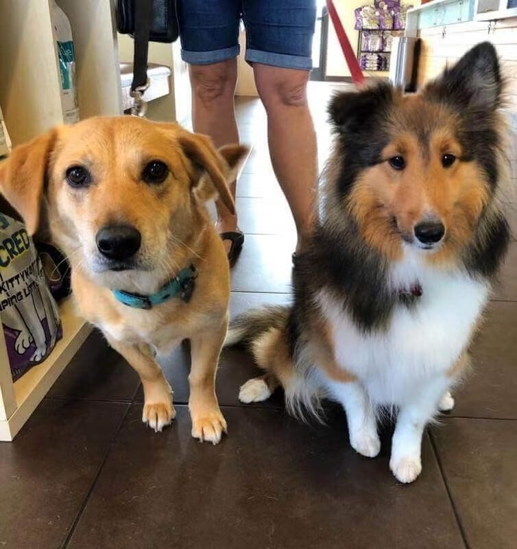 Sheltie and mixed-breed dog on leashes in the waiting room at Newport Harbor Vets pet boarding in Costa Mesa