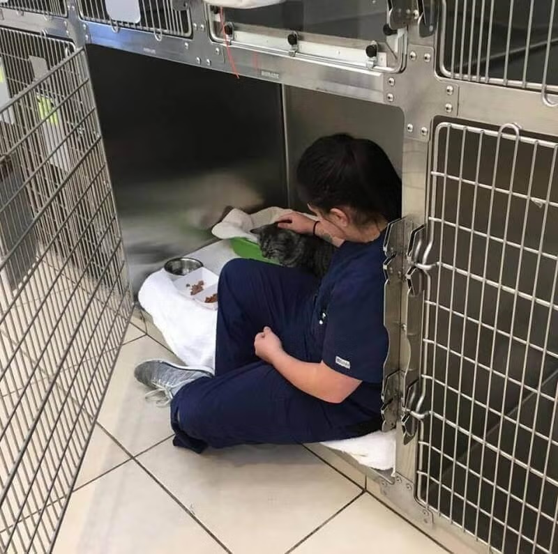 Veterinary technician comforting a tabby cat in a kennel during hospitalization at Newport Harbor Vets in Costa Mesa