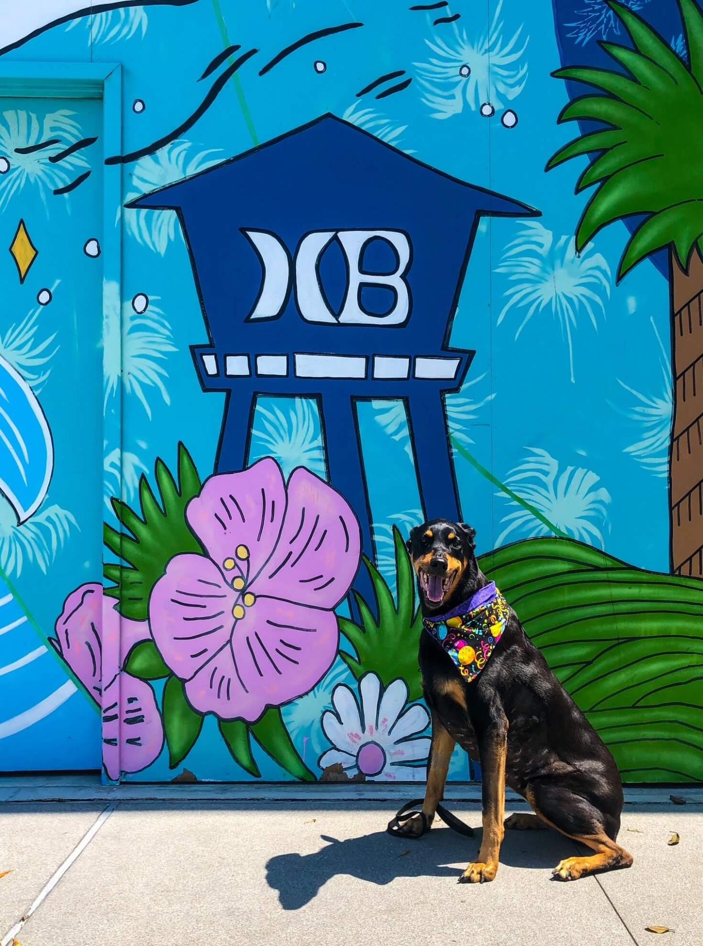 Dog Friendly Shopping Huntington Beach