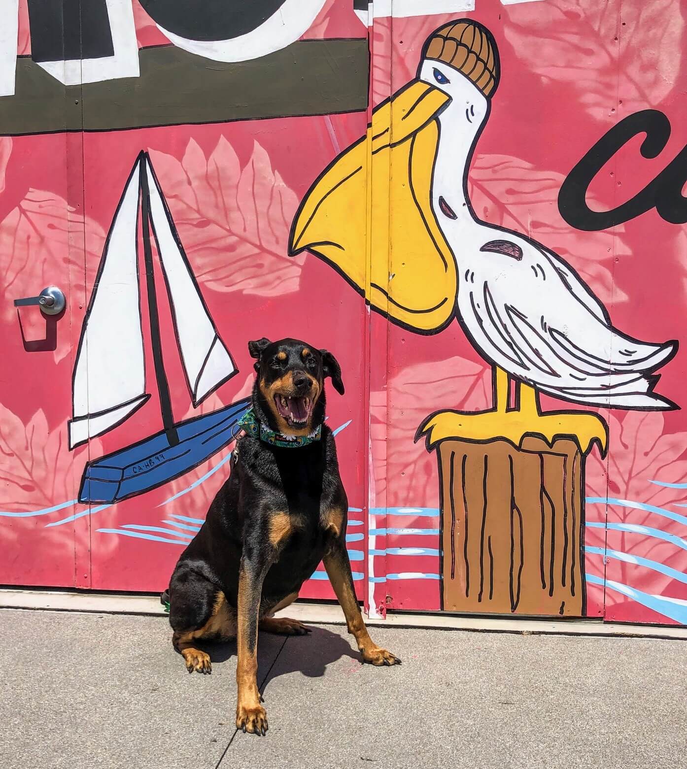 Pacific City Dog Friendly