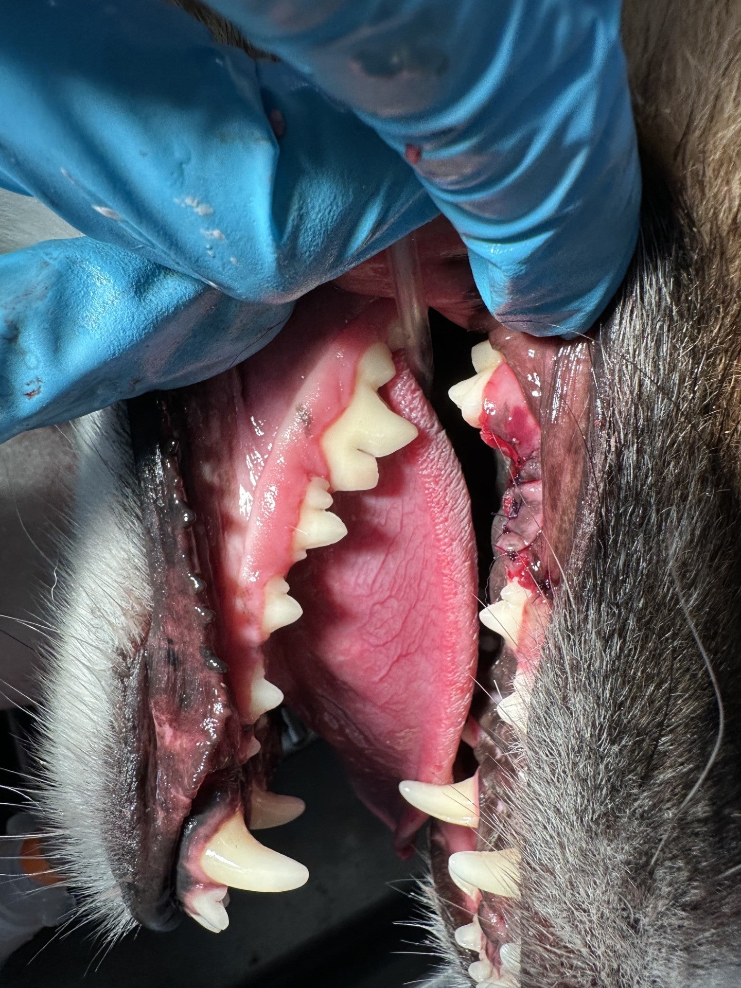 Pet Dental Treatment Costa Mesa CA