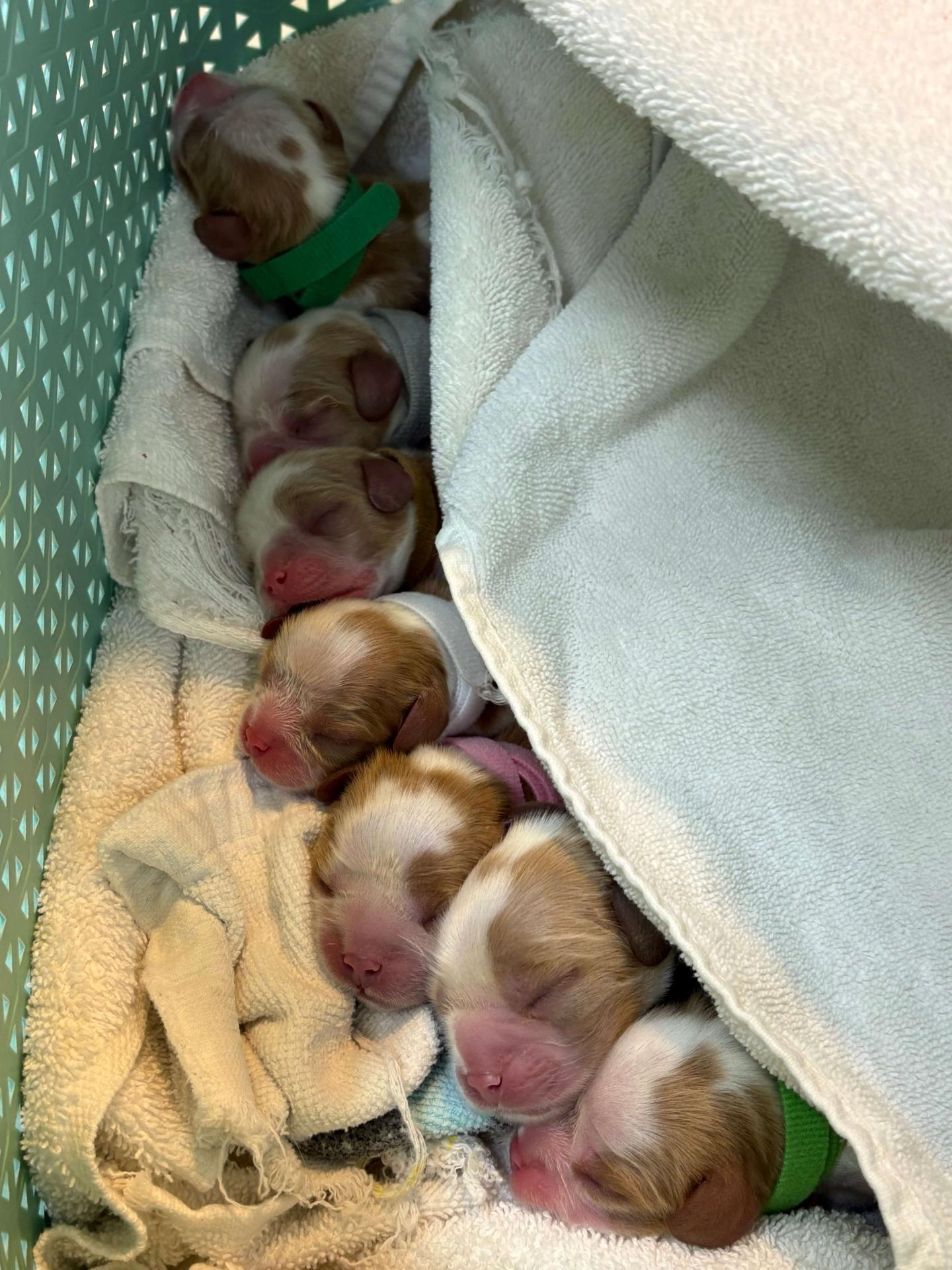 Newborn puppies at Newport Harbor Vet