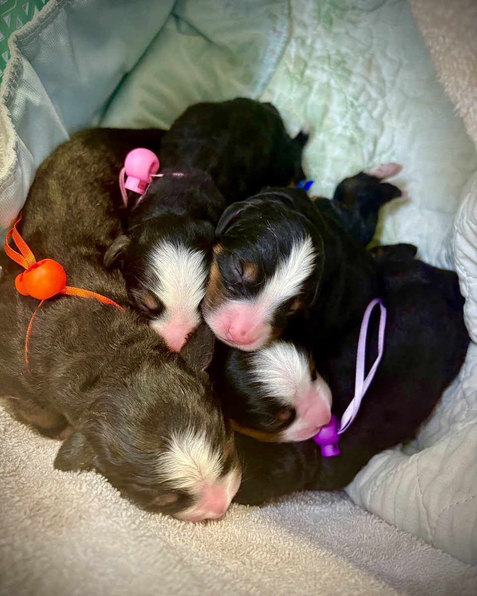 Dog Reproductive Services