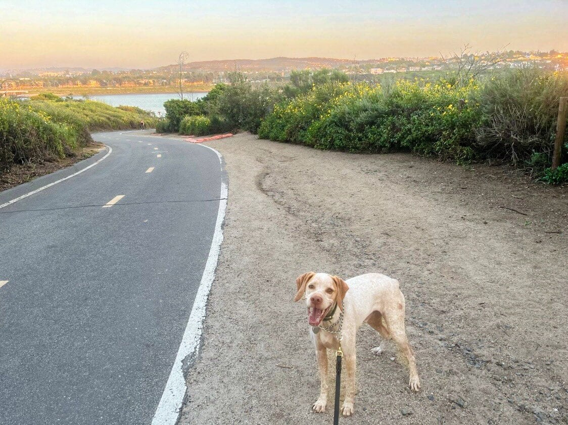 Pet-Friendly Hikes