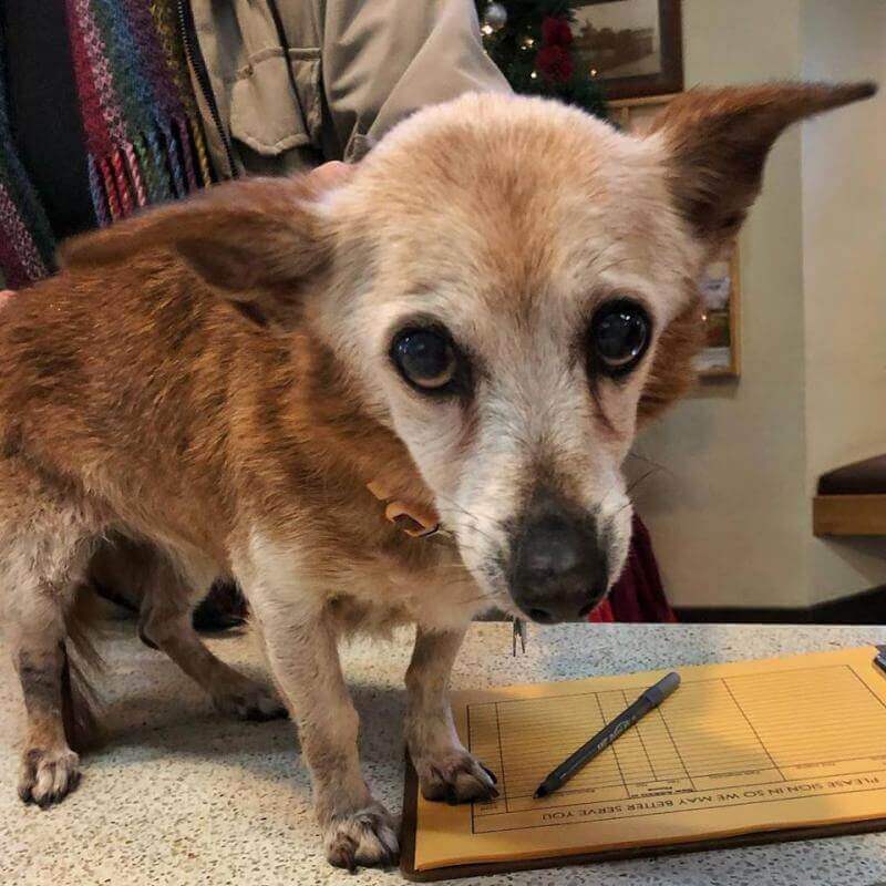 boarding senior dogs