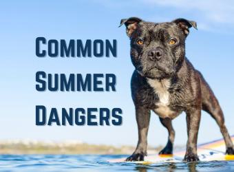 Common Summer Dangers For Your Pets