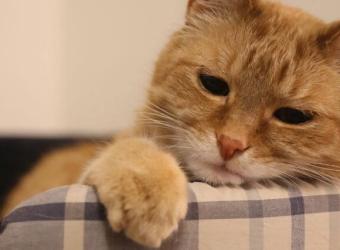 Curious About Cat Arthritis? Here's What You Need to Know