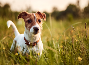 Protect Your Family: Understanding and Preventing Flea-Borne Typhus in Southern California